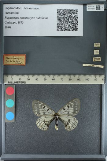 Media type: image;   Entomology 180087